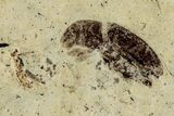 Fossil Beetle (Coleoptera) - France #290707-1